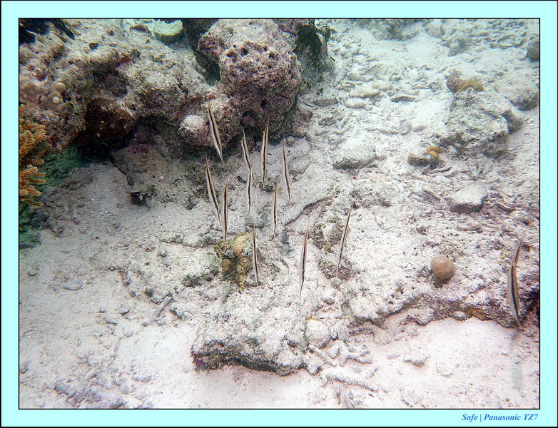 2011 - 08 - Bohey Dulang Island 46